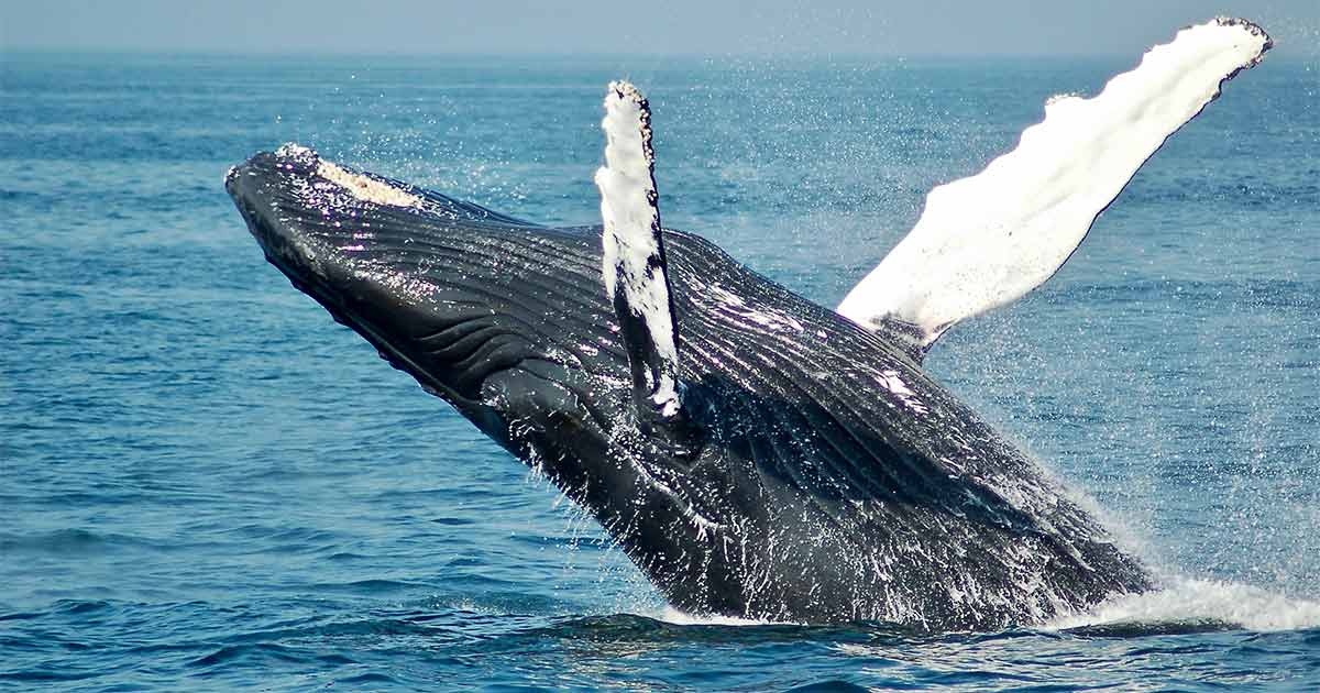 Humpback Whale (Megaptera novaeangliae)-Whale Watching in Sri Lanka